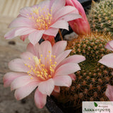 Rebutia violaciflora