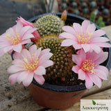 Rebutia violaciflora