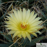 Leuchtenbergia principis