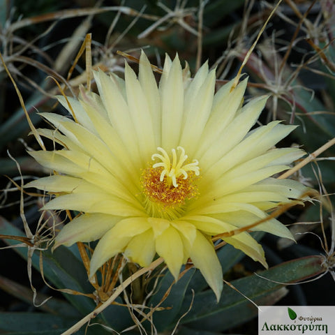 Leuchtenbergia principis