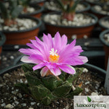 Ariocarpus fissuratus hintonii Mat