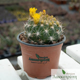 Weingartia neocumingii