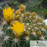 Weingartia neocumingii