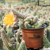Chamaecereus silvestrii - orange flower