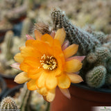Chamaecereus silvestrii - orange flower