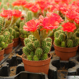 Chamaelobivia 'Rose Quartz' orange flower