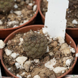 Copiapoa hypogaea