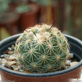 Coryphanta impexicoma