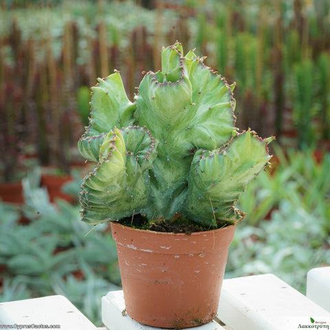 Euphorbia lactea cristata