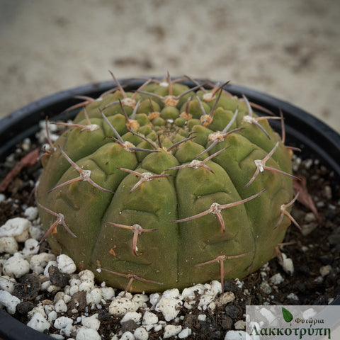 Gymnocalycium bodenbenderianum