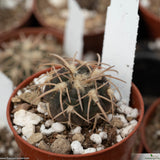 Gymnocalycium spegazzinii