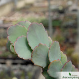 Kalanchoe fedtschenkoi