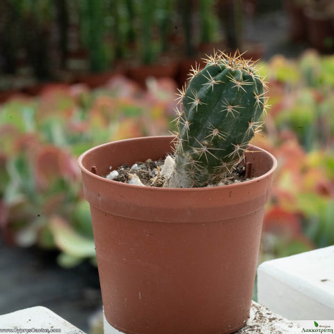 Lobivia hetrichiana laui