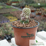 Mammillaria bombycina monstrose