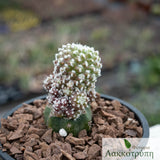 Mammillaria bombycina monstrose