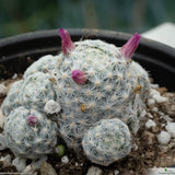 Mammillaria humboldtii