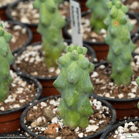 Myrtillocactus geometrizans fukurokuryuzinboku