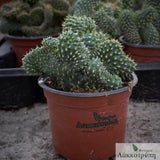 Opuntia fulgida cristata