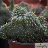 Opuntia fulgida cristata