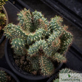 Opuntia fulgida cristata
