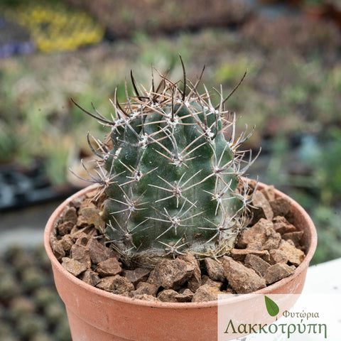 Pyrrhocactus kattermanii