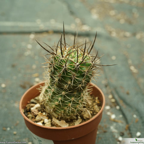 Pyrrhocactus andicola