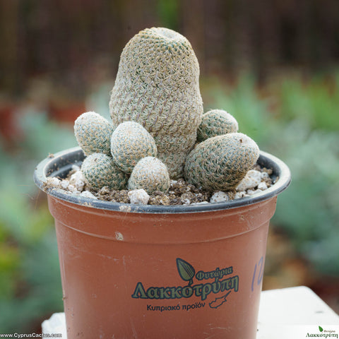 Sulcorebutia helicoides