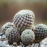 Sulcorebutia steinbachii taratensis