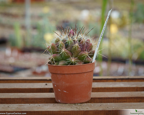 Thelocactus conothelos