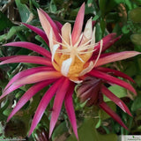 Selenicereus anthonyanus