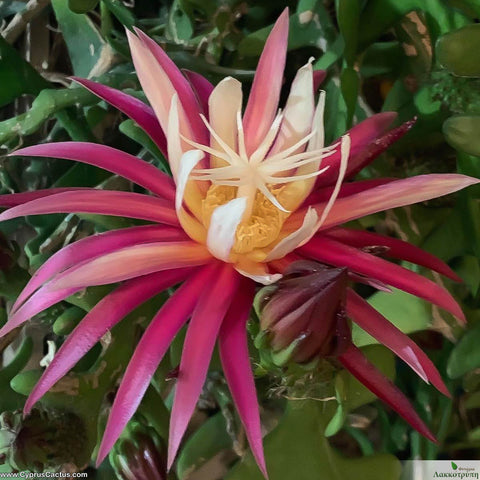 Selenicereus anthonyanus